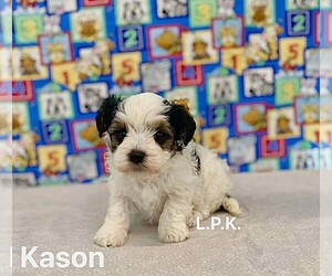 YorkiePoo Puppy for sale in WINNSBORO, LA, USA