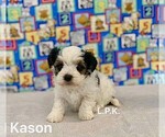 Image preview for Ad Listing. Nickname: Tiny Kason male