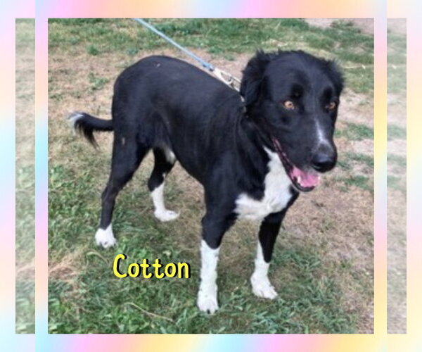 Medium Photo #2 Border Collie Puppy For Sale in Red Lodge, MT, USA