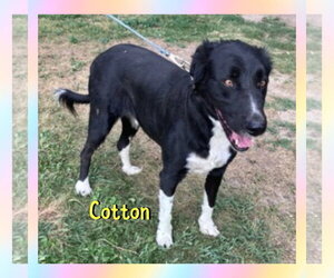 Cotton - Male Border Collie Dog for Adoption - Photo #2