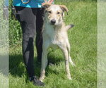 Small #3 Borzoi-Irish Wolfhound Mix