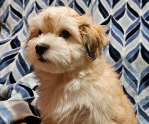 Havanese Puppy for sale in LONGBRANCH, WA, USA