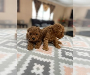 Poodle (Toy) Puppy for sale in TAMPA, FL, USA