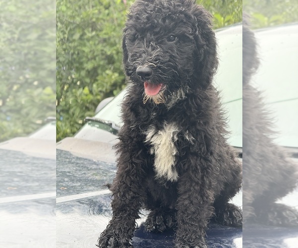 Medium Photo #5 Sheepadoodle Puppy For Sale in WARSAW, VA, USA