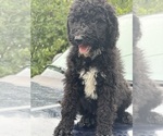 Small #4 Sheepadoodle