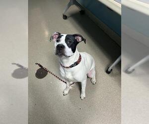 American Bulldog Dogs for adoption in Newton, NC, USA