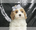 Puppy Sweet pea F1 Cavapoo