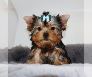 Yorkshire Terrier Puppy for sale in LOS ANGELES, CA, USA