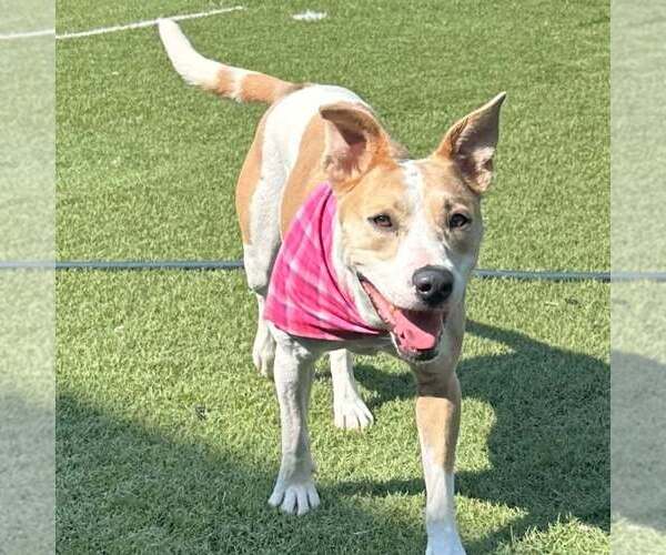 Medium Photo #3 Mutt Puppy For Sale in Raleigh, NC, USA