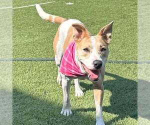 Sasha - Female Mutt Dog for Adoption - Photo #3