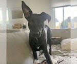 Small #1 Labrador Retriever Mix