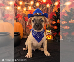 French Bull Weiner Puppy for sale in MORENO VALLEY, CA, USA