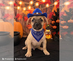 Image preview for Ad Listing. Nickname: French Bull Wee