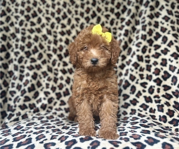 Medium Photo #6 Goldendoodle (Miniature) Puppy For Sale in LAKELAND, FL, USA