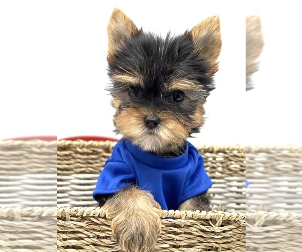 Medium Photo #6 Yorkshire Terrier Puppy For Sale in CORAL SPRINGS, FL, USA