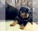 Small #29 Rottweiler