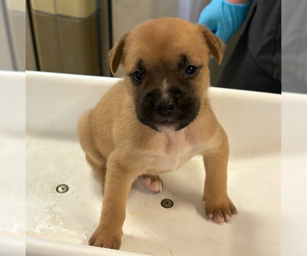 Medium Photo #2 German Shepherd Dog Puppy For Sale in Riverside, CA, USA