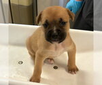 Small #1 German Shepherd Dog
