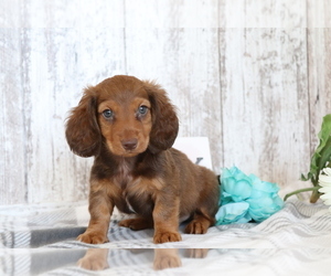 Dachshund Puppy for sale in SHILOH, OH, USA