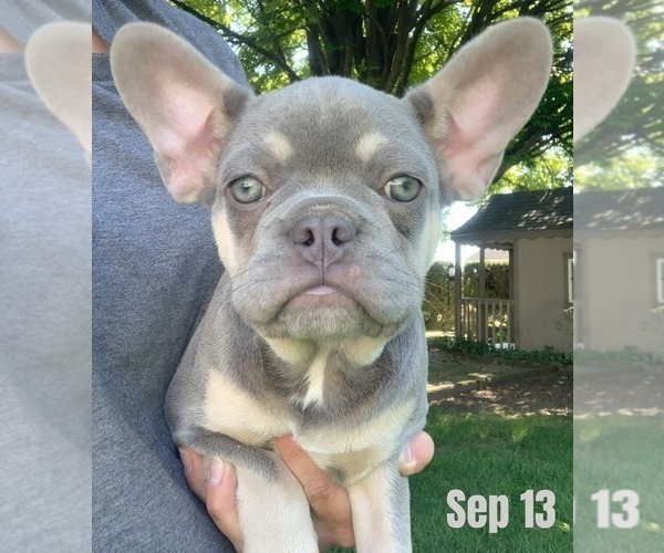 Medium Photo #1 French Bulldog Puppy For Sale in BREMEN, IN, USA
