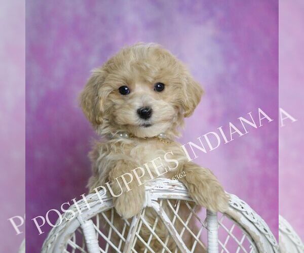 Medium Photo #1 Maltipoo Puppy For Sale in WARSAW, IN, USA
