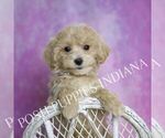 Small Maltipoo