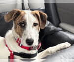 Small #1 Labrador Retriever Mix