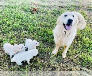 English Cream Golden Retriever Puppy for sale in LAWRENCE, KS, USA