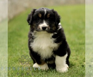 Australian Shepherd Puppy for sale in LANCASTER, PA, USA