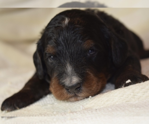 Medium Photo #4 Bernedoodle Puppy For Sale in OMAHA, NE, USA