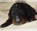 Small Photo #4 Bernedoodle Puppy For Sale in OMAHA, NE, USA