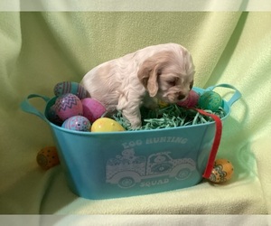Cocker Spaniel Puppy for sale in CADDO, OK, USA