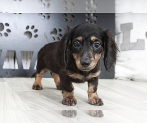 Dachshund Puppy for sale in MARIETTA, GA, USA