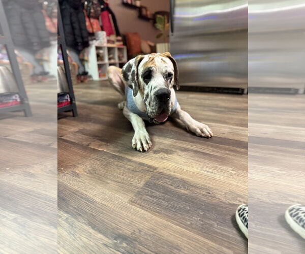 Medium Photo #6 Great Dane-Unknown Mix Puppy For Sale in Columbus, IN, USA
