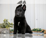 Small #3 German Shepherd Dog