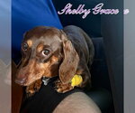 Small #5 Dachshund