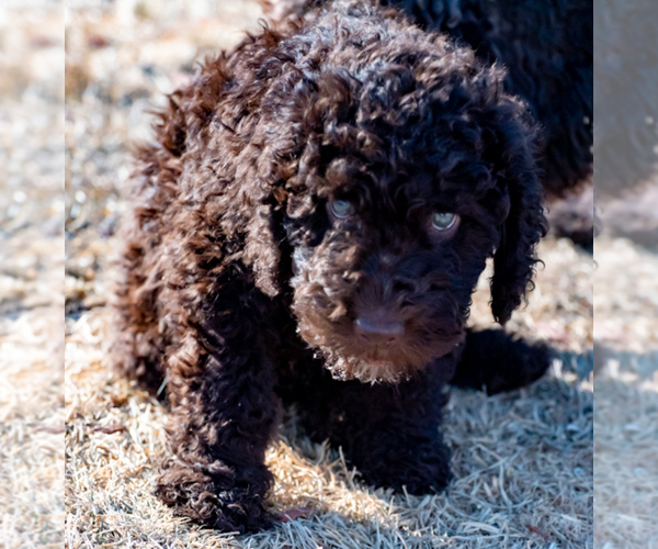 Medium Photo #30 Spanish Water Dog Puppy For Sale in SIMLA, CO, USA