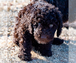 Small Photo #30 Spanish Water Dog Puppy For Sale in SIMLA, CO, USA