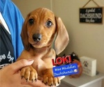 Small #2 Dachshund