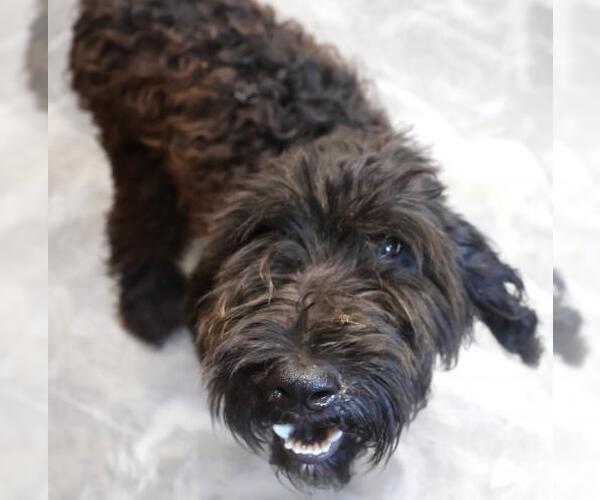 Medium Photo #1 Mutt Puppy For Sale in Thief River Falls, MN, USA