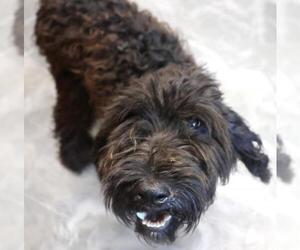 Mutt Dogs for adoption in Thief River Falls, MN, USA