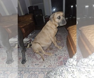 Mother of the Cane Corso puppies born on 04/26/2025