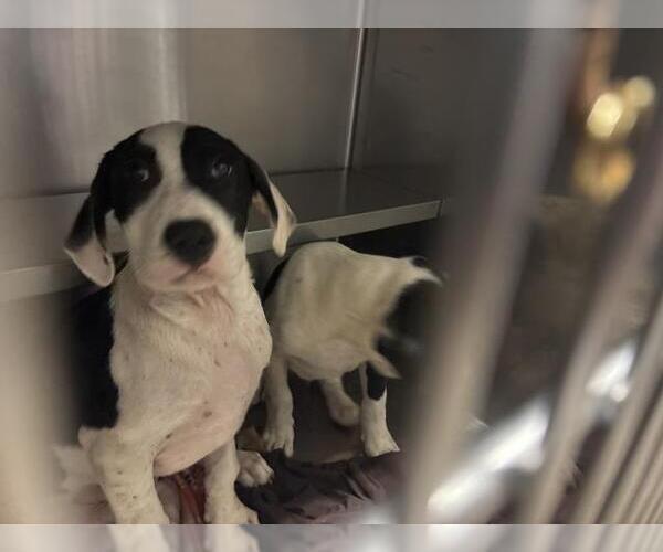 Medium Photo #1 Great Pyrenees Puppy For Sale in Waco, TX, USA