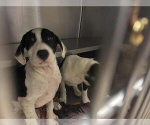 Great Pyrenees Dogs for adoption in Waco, TX, USA