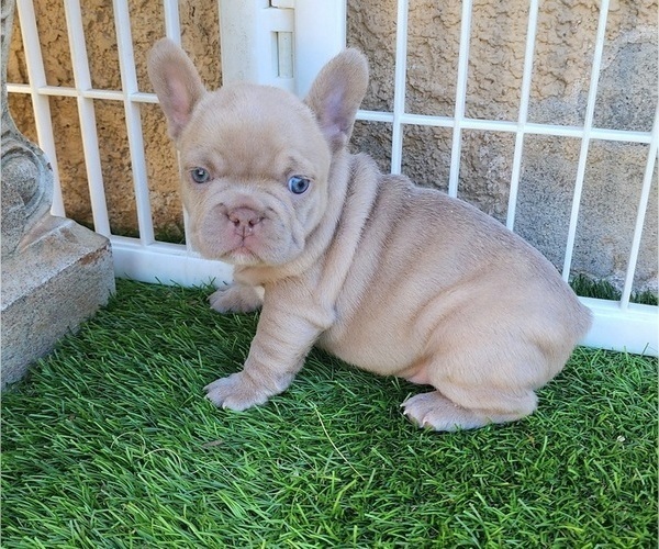 Medium Photo #1 French Bulldog Puppy For Sale in LAS VEGAS, NV, USA