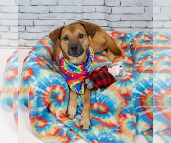 Medium Photo #2 Mutt Puppy For Sale in Kennesaw, GA, USA