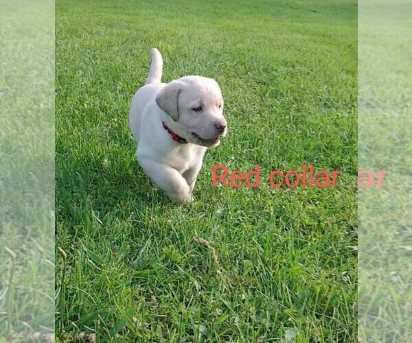 Medium Photo #3 Labrador Retriever Puppy For Sale in POTSDAM, NY, USA
