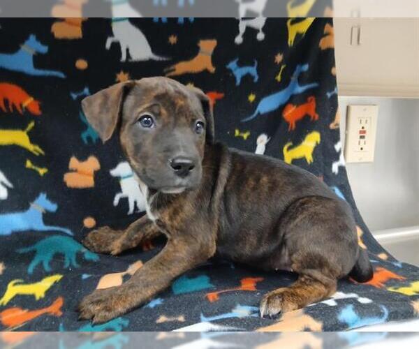 Medium Photo #1 Mutt Puppy For Sale in HESPERIA, CA, USA