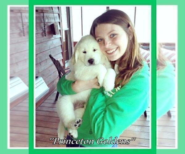 Medium Photo #2 English Cream Golden Retriever Puppy For Sale in PRINCETON, WV, USA