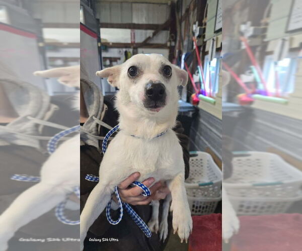 Medium Photo #2 Chihuahua-Unknown Mix Puppy For Sale in Foristell, MO, USA